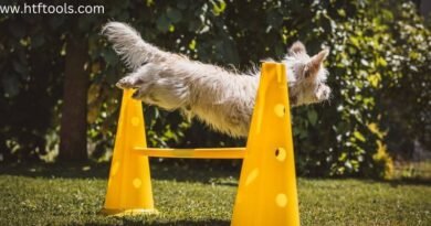 Top 14 Dog Training Apps to Transform Your Pet's Behavior
