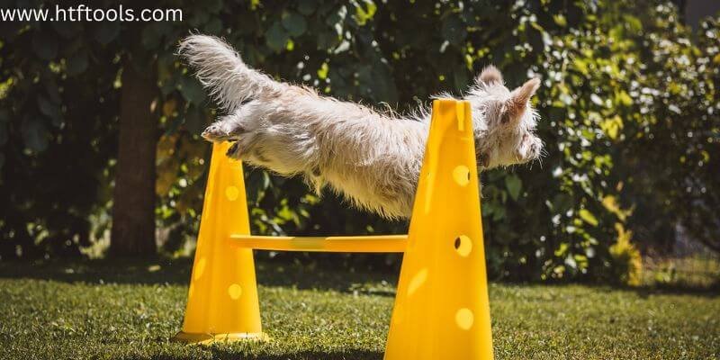 Top 14 Dog Training Apps to Transform Your Pet's Behavior